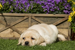 Images Dated 5th April 2011: Dog - Yellow Labrador puppy