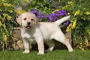 Images Dated 5th April 2011: Dog - Yellow Labrador puppy