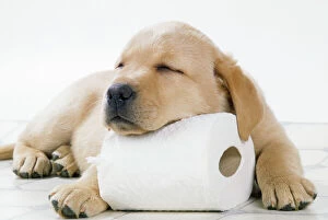 DOG - Yellow labrador puppy asleep on toilet roll, 9 weeks