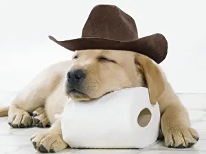House Prints: DOG - Yellow labrador puppy asleep on toilet roll wearing a cowboy hat