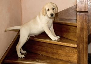 Dog yellow labrador puppy climbing stairs