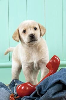 Images Dated 8th March 2013: DOG - Yellow labrador puppy with jeans and red