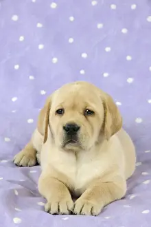 DOG. Yellow labrador puppy laying down