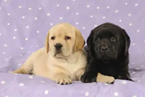 DOG. Yellow labrador puppy laying next to a black labrador puppy