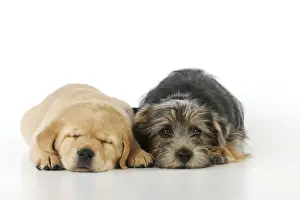 Puppy Prints: DOG. Yellow labrador puppy laying next to norfolk terrier puppy