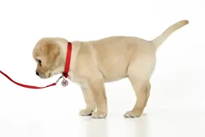 DOG. Yellow labrador puppy on lead