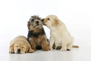 Norfolk Terriers Prints: DOG. Yellow labrador puppy licking norfolk terrier puppy sitting next to yellow labrador puppy laying down