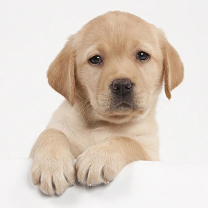 Dog - Yellow Labrador - puppy peaking over edge Dog - Yellow Labrador - puppy peaking over edge