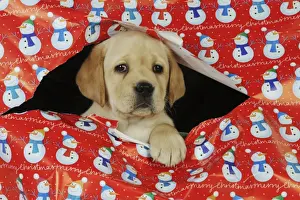 DOG. Yellow labrador puppy poking head through hole in christmas wrapping paper