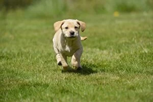 DOG - Yellow labrador puppy running through garden (7 weeks)