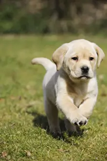 DOG. Yellow labrador puppy running on lawn