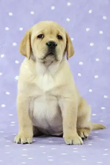 DOG. Yellow labrador puppy sitting down