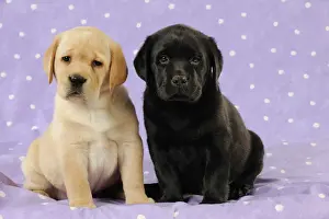 Labrador Prints: DOG. Yellow labrador puppy sitting next to a black labrador puppy