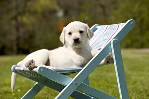 DOG - Yellow labrador puppy sitting in deckchair (7 weeks)