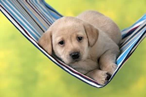 Images Dated 8th March 2013: DOG - Yellow labrador puppy sitting in hammock (6 weeks)