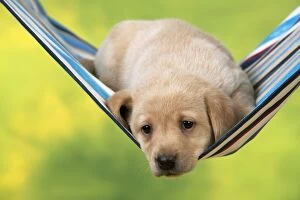 Images Dated 8th March 2013: DOG - Yellow labrador puppy sitting in hammock (6 weeks)