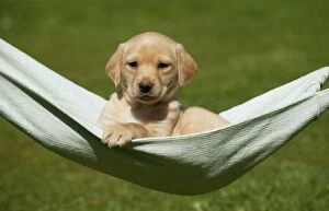 DOG - Yellow labrador puppy sitting in hammock (7 weeks)