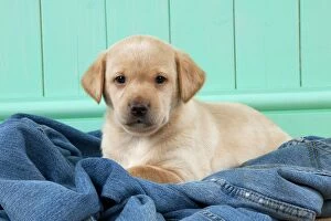 Images Dated 8th March 2013: DOG - Yellow labrador puppy sitting on jeans (6 weeks)