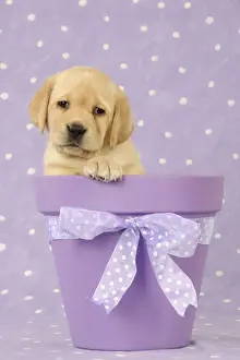 Puppy Prints: DOG. Yellow labrador puppy sitting in a plant pot