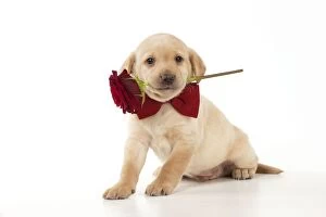 Images Dated 8th March 2013: DOG - Yellow labrador puppy sitting wearing bow