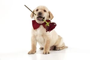 Images Dated 8th March 2013: DOG - Yellow labrador puppy sitting wearing bow