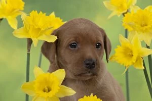 Images Dated 8th March 2013: DOG - Yellow labrador puppy surrounded by daffodils