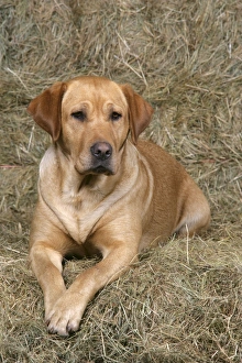Dog - Yellow Labrador - lying down