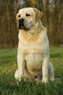 Dog - Yellow Labrador - sitting down