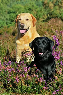 Labrador Prints: DOG. Yellow labrador sitting behind black labrador