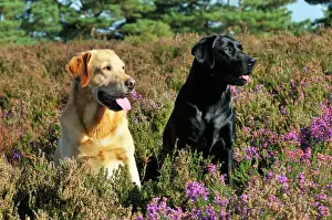 DOG. Yellow labrador sitting next to black labrador