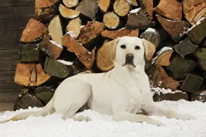 DOG. Yellow labrador sitting in snow in front of logs