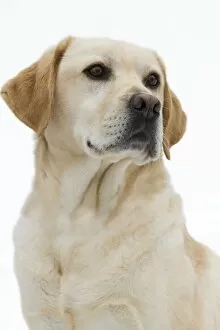 Images Dated 17th October 2009: Dog - Yellow Labrador in studio