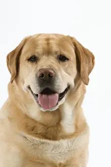 Dog - Yellow Labrador with tongue sticking out