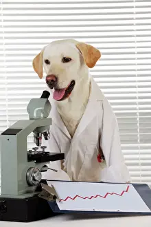 Working Prints: DOG. Yellow labrador wearing lab coat with microscope