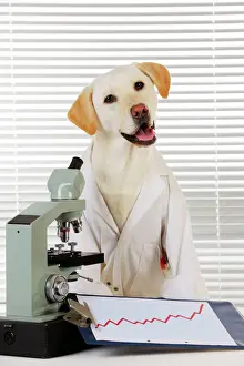 Working Prints: DOG. Yellow labrador wearing lab coat with microscope