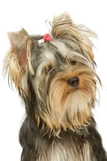 Dog - Yorkshire Terrier