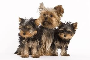 Images Dated 9th October 2008: Dog - Yorkshire terrier - three