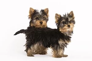 Images Dated 9th October 2008: Dog - Yorkshire terrier - two