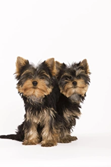 Images Dated 9th October 2008: Dog - Yorkshire terrier - two