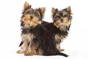 Images Dated 9th October 2008: Dog - Yorkshire terrier - two