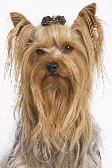 Images Dated 9th October 2008: Dog - Yorkshire terrier