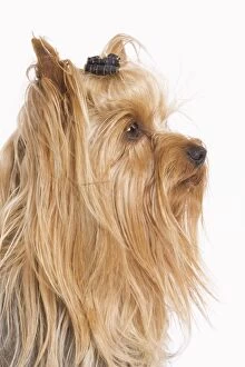 Images Dated 9th October 2008: Dog - Yorkshire terrier