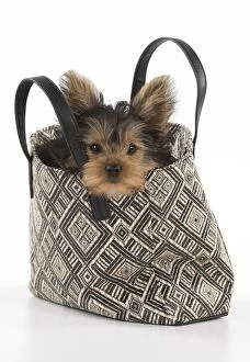 Dog Yorkshire Terrier 9 week old puppy in a handbag