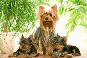 Dog - Yorkshire Terrier - adult with two puppies