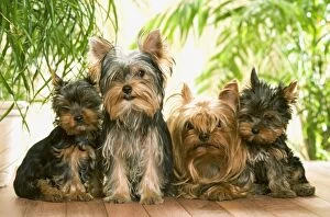 Dog - Yorkshire Terrier - adults with two puppies