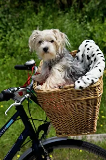 Vehicle Gallery: Dog - Yorkshire Terrier in bicycle basket
