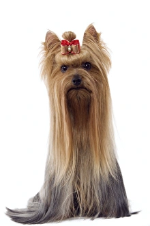Images Dated 13th March 2006: Dog - Yorkshire Terrier with bow in its hair