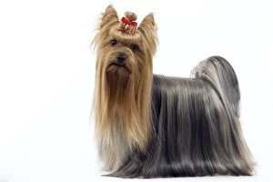 Images Dated 13th March 2006: Dog - Yorkshire Terrier with bow in its hair