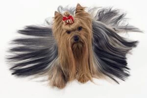 Images Dated 13th March 2006: Dog - Yorkshire Terrier with bow in its hair