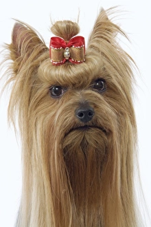 Images Dated 13th March 2006: Dog - Yorkshire Terrier with bow in hair